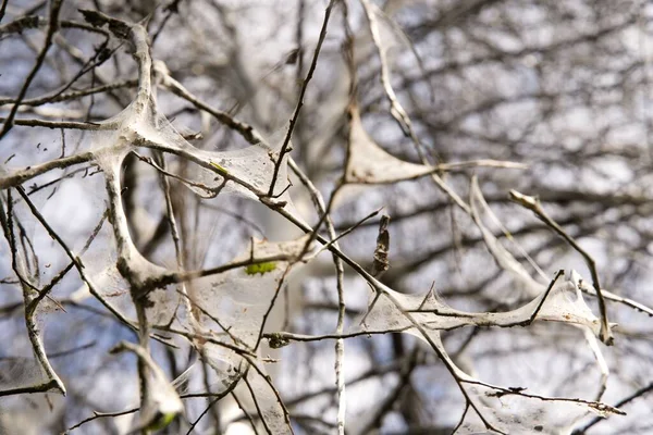 Gros Plan Des Toiles Araignée Sur Les Branches Des Arbres — Photo