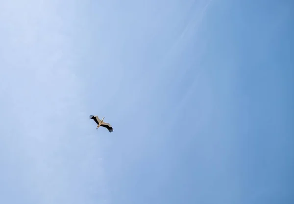 一个美丽的狮鹫在空中盘旋的景象 — 图库照片