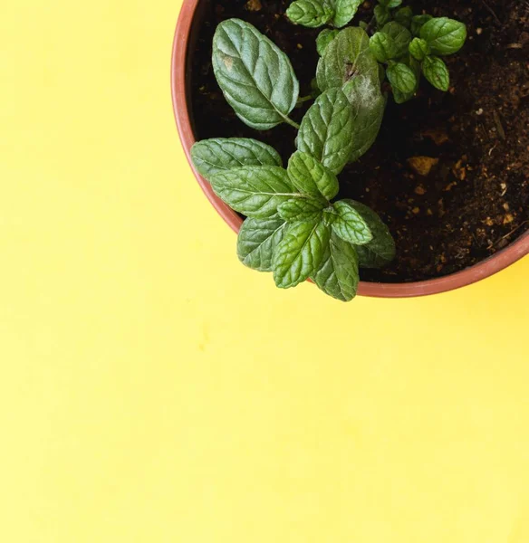 Red Brown Flowerpot Mint Seedling Yellow Background — Stock Photo, Image