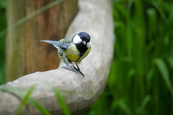 Great Tit Parus Major Branch — Foto de Stock