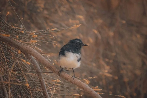 Bir Dalın Üzerine Tünemiş Pipi Sallanan Kuyruklu Kuşun Yakın Çekimi — Stok fotoğraf