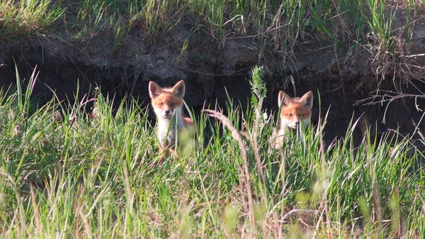 Die Zwei Füchse Gras Unter Dem Sonnenlicht — Stockfoto