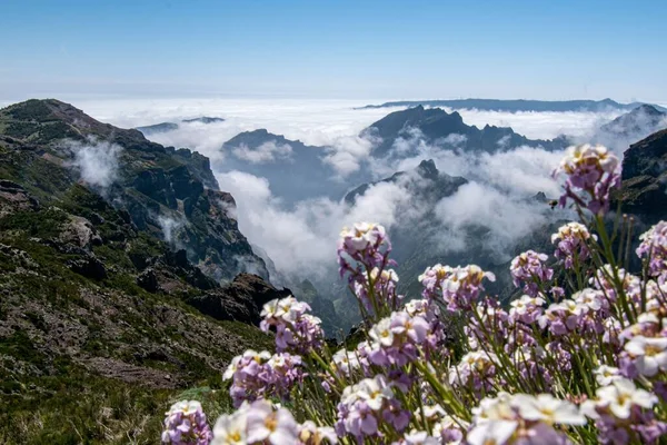 Portekiz Madeira Önplanında Çiçekler Olan Güzel Bir Dağ Manzarası — Stok fotoğraf