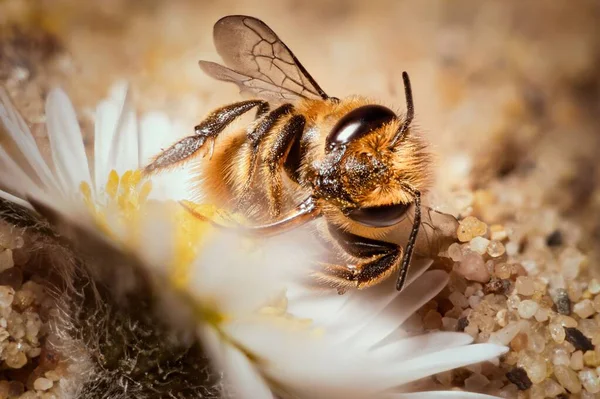 Makroaufnahme Einer Sandbiene Die Einem Gänseblümchen Sitzt — Stockfoto