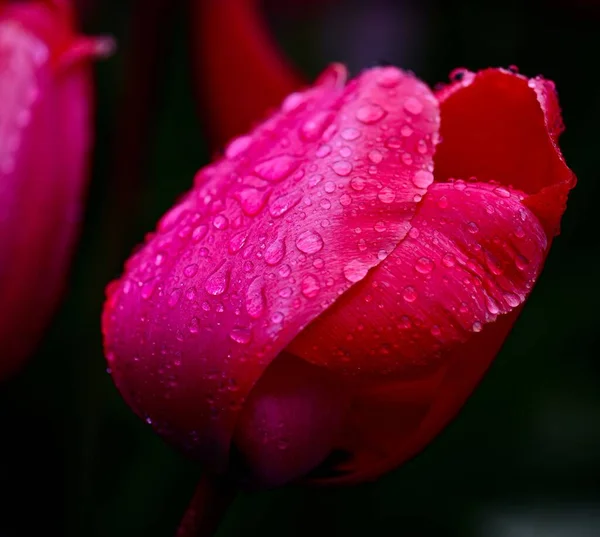 Closeup Shot Pink Tulip Water Drops Stock Image