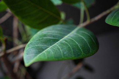 Bulanık bir arkaplanda, yemyeşil bir yaprağın yakın plan çekimi.