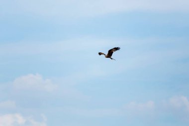 A Red kite with open wings soaring in the blue cloudy sky