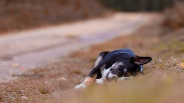 Mavi gözlü, siyah beyaz bir McNab köpeğinin seçici bir odak noktası var. Bulanık arka planda, kır yolu yakınlarındaki çimlerin üzerinde uzanıyor.