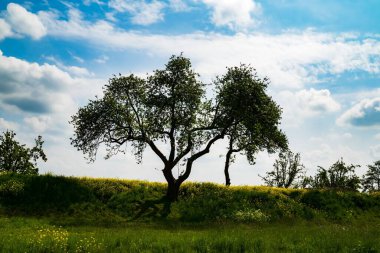 Mavi bulutlu gökyüzüne karşı yeşil yapraklı ağaçların güzel bir görüntüsü.