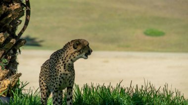 Doğada güneş ışığı ve gölgelerle çevrili güzel bir çitanın yakın çekimi.