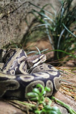 Bitkilerin yanındaki taşın üstündeki pitonun dikey görüntüsü.