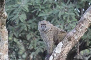 Hayvanat bahçesindeki ağaç dalında sevimli bir babun.