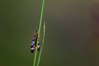 Bulanık bir arka planı olan yeşil bir bitkinin güzel makro görüntüsü.