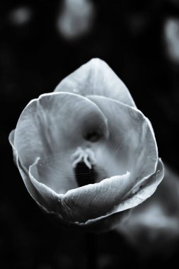 Üzerinde örümcek ağı olan bir lalenin yakın çekimi, gri tonda çekim