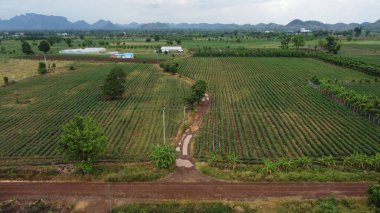Kırsal kesimdeki tarım alanlarına kuş bakışı bir bakış.
