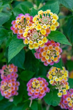 Lantana Camara 'Hybrida' Botanik Bahçeleri, Singapur 'da çok güzel çiçek açıyor. Dikey Çekim.