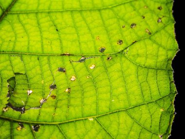 Sri Lanka 'daki Tropikal Yağmur Ormanında Ağaçlar ve Yeşil Yapraklar