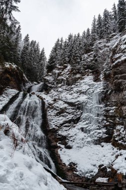 Çam ağaçlarının kışın karla kaplı olduğu donmuş çağlayan şelalenin dikey görüntüsü.