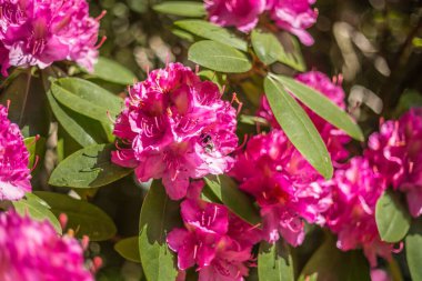 Bahçedeki pembe Rhododendron çiçeğinin seçici odak noktası.