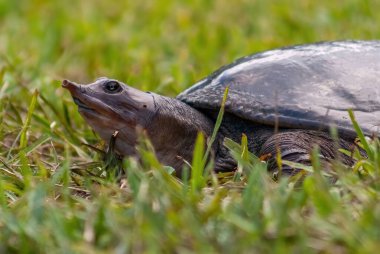 Çimlerin üzerinde bir Florida yumuşak kabuklu kaplumbağa (Apalone ferox) yakın çekim çekim