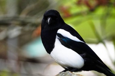 Bulanık ağaçlarla kameraya bakan bir saksağan kuşunun seçici odağı