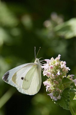Pembe bir çiçekte oturan güzel beyaz bir lahana kelebeğinin dikey yakın çekimi.