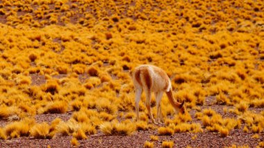 A vicuna (Lama vicugna) grazing in the desert in San Pedro de Atacama, Chile clipart