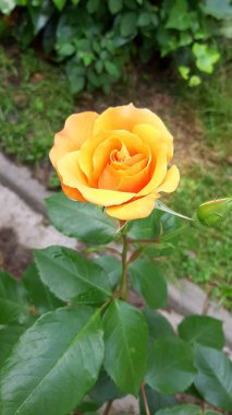 Bahçesinde yeşil yapraklar olan sarı bir gülün dikey yakın çekimi.