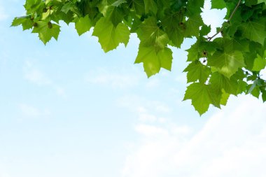 Mavi gökyüzüne karşı yeşil yapraklı ağaç dallarının alçak açılı görüntüsü.