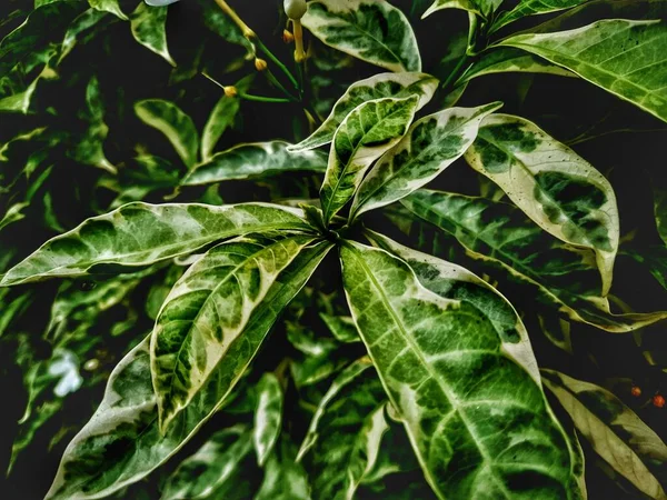 Ένα Κοντινό Πλάνο Από Φύλλα Φυτού Pedilanthus — Φωτογραφία Αρχείου
