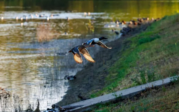 Deux Canards Volant Dessus Une Côte Près Étang — Photo