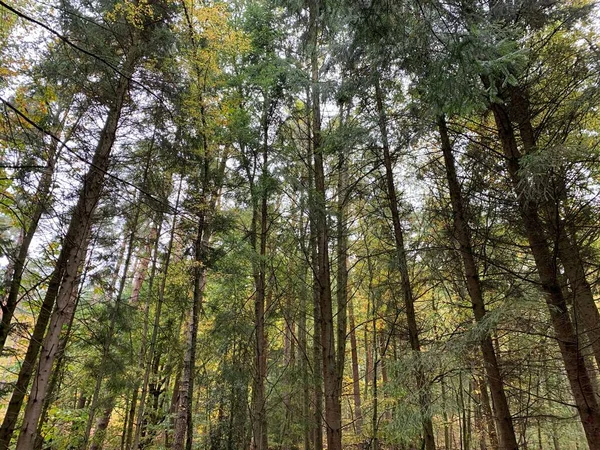 Ormandaki Uzun Ağaçların Alçak Açılı Görüntüsü — Stok fotoğraf