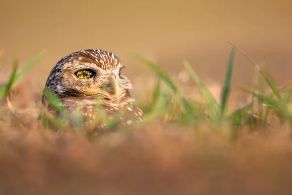 Closeup Shot Burrowing Owl Middle Field Looking Away Its Speckled — Stock Photo, Image