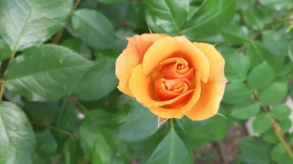 Eine Draufsicht Auf Eine Gelbe Rose Mit Grünen Blättern Einem — Stockfoto