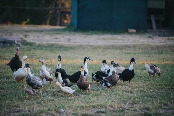 Beautiful Shot Colorful Domestic Ducks Garden — Stock Photo, Image