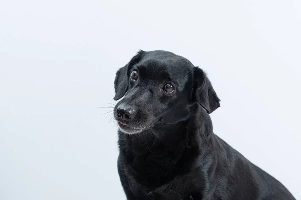 Closeup Adorable Black Dog White Background — Stock Photo, Image