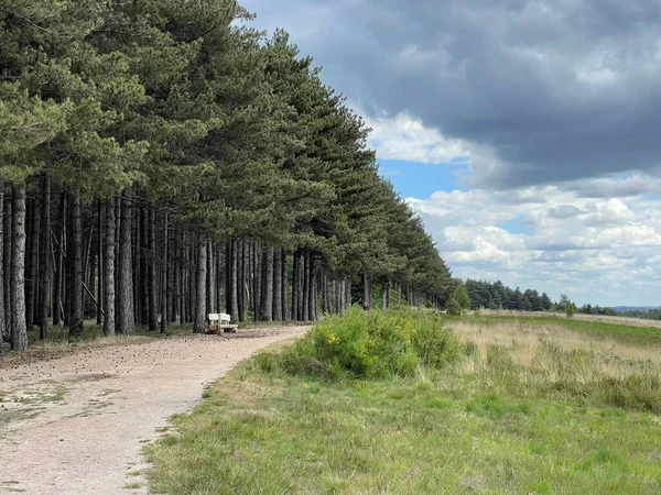 Droga Przez Gęste Zielone Drzewa Parku Narodowym Hoge Kempen Belgia — Zdjęcie stockowe