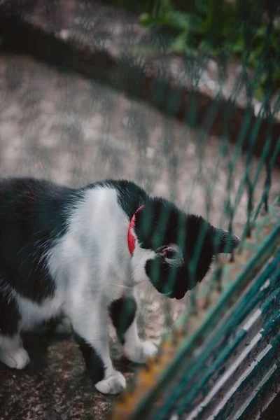 Negro Con Gato Blanco Estampado Contra Una Valla — Foto de Stock