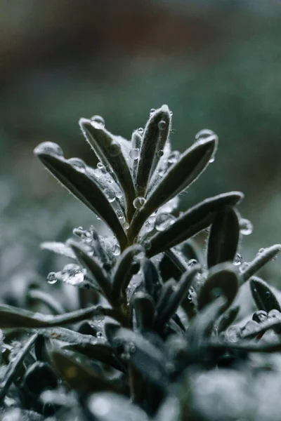 Een Selectieve Focus Shot Van Een Rozemarijn Plant Met Dauwdruppels — Stockfoto