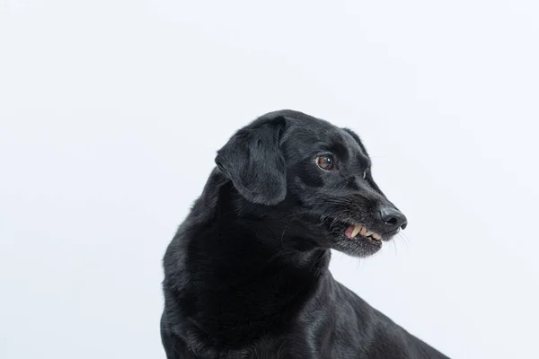 Ένα Κοντινό Πλάνο Ενός Αξιολάτρευτου Μαύρου Σκύλου Λευκό Φόντο — Φωτογραφία Αρχείου