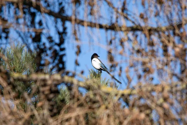 Вибірковий Фокус Птаха Magpie Який Сидить Дереві — стокове фото