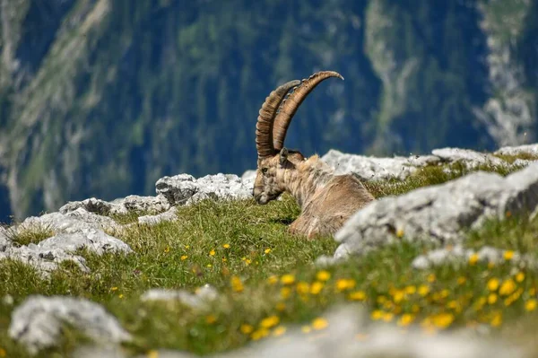 Αρσενικό Αλπικό Ibex Capra Ibex Στην Άγρια Φύση Στην Κορυφή — Φωτογραφία Αρχείου