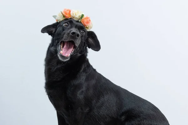 白い背景に美しい花冠を持つ愛らしい黒い犬のクローズアップ — ストック写真