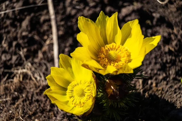 Eine Nahaufnahme Von Gelben Amur Adonis Blumen Auf Verschwommenem Hintergrund — Stockfoto