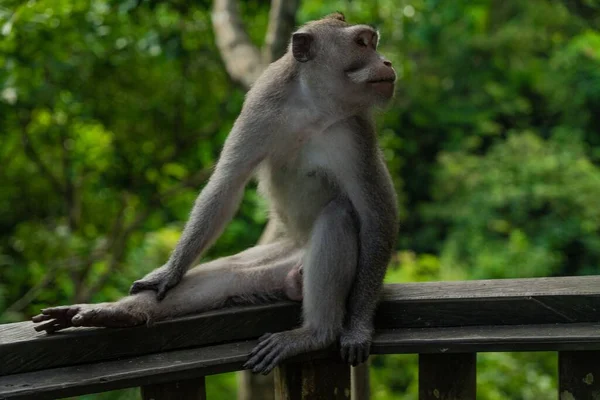 Ein Entzückender Affe Sitzt Auf Einer Hölzernen Barriere Einem Zoo — Stockfoto