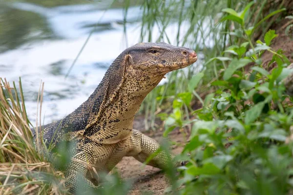 Крупный План Комодского Дракона Varanus Komodoensis Выползающего Воды — стоковое фото