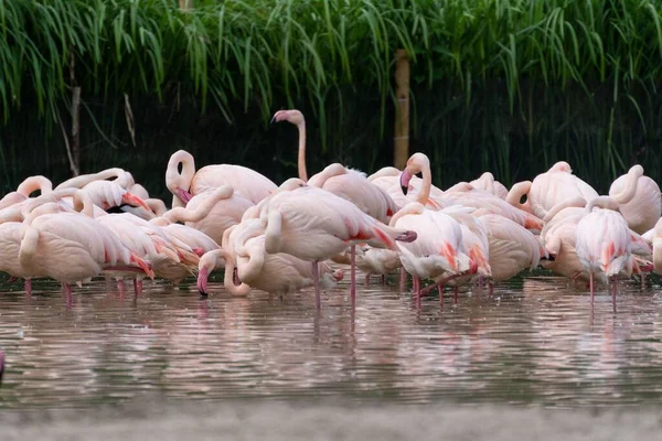 Stado Flamingów Stojące Basenie Wodą — Zdjęcie stockowe