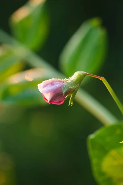 Focus Verticale Selettivo Bocciolo Fiore Rosa Che Cresce Giardino — Foto Stock