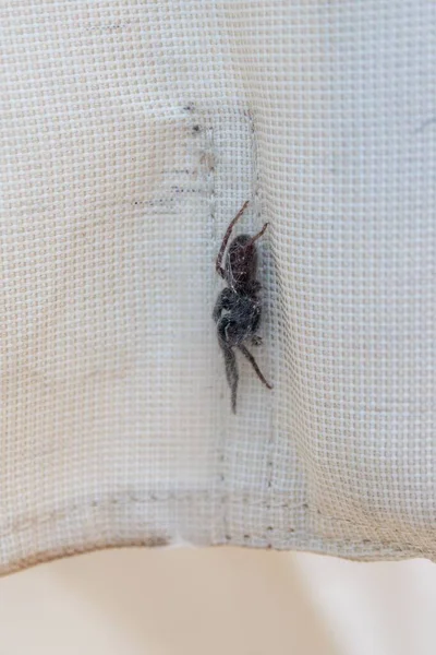 Büyük Örümceği Bir Kulübede Kışı Geçirmek Için Kendi Ağına Dolanmış — Stok fotoğraf