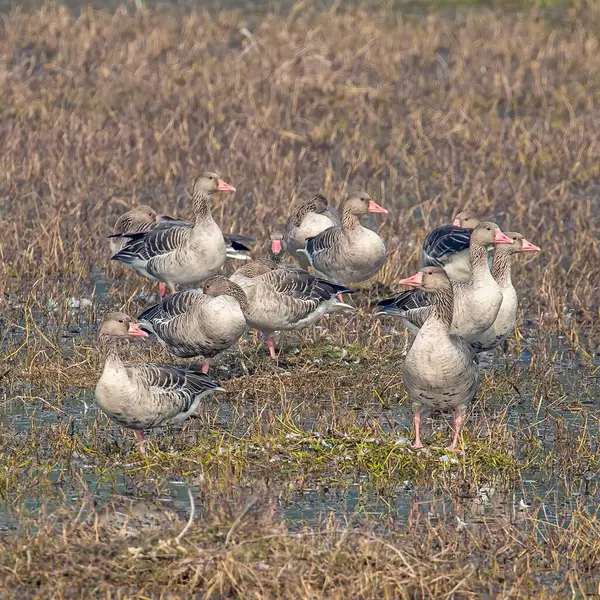 Small Flock Greylag Geese Basking While Standing Wetland — Stock Photo, Image